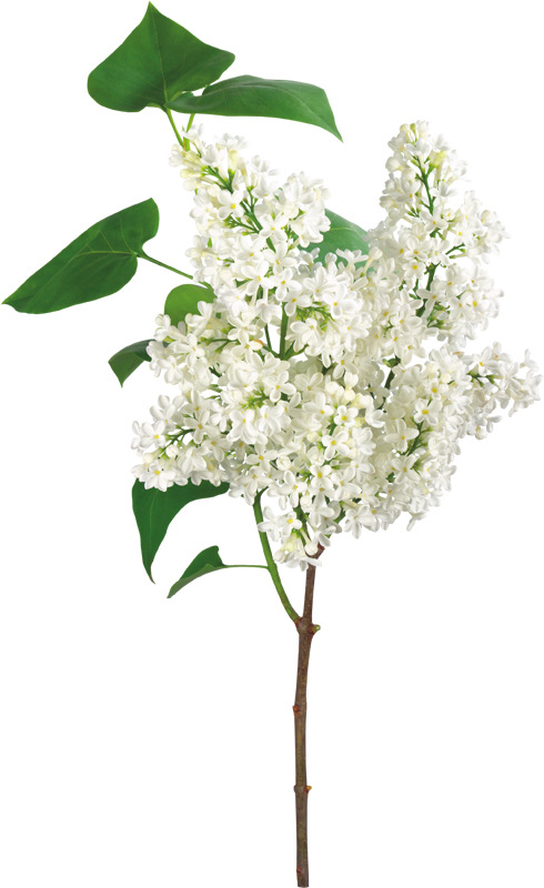 白丁香花PNG透明图片，高清动植物元素，设计素材免费下载