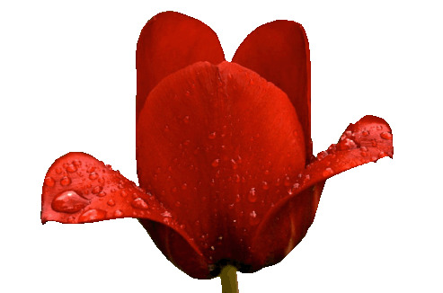 高清红色免扣花骨朵PNG，透明漂浮花瓣素材，设计必备，免费下载