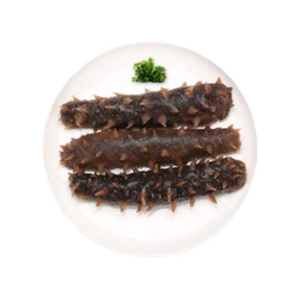 海参PNG透明图，精美动物装饰元素，设计素材下载