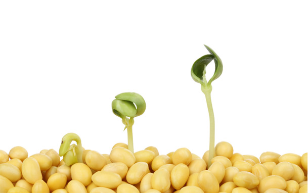 大豆与小菜苗PNG透明图，动植物元素设计素材下载