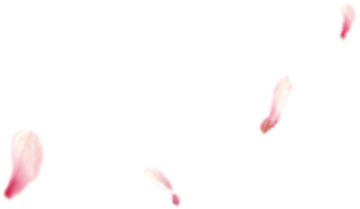 高清粉红花瓣PNG素材，透明漂浮元素，设计必备，免费下载