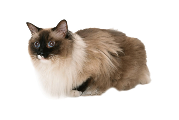猫咪实物PNG高清透明图，动植物元素动物设计素材，免费下载