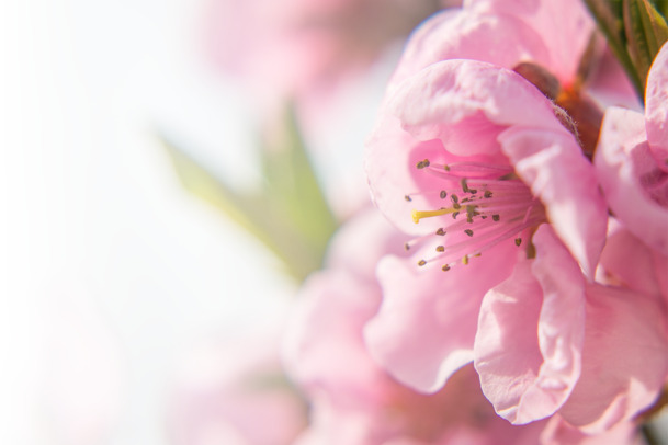 春日草地桃花梨花美景，渐变透明元素高清PNG/PSD背景素材免费下载