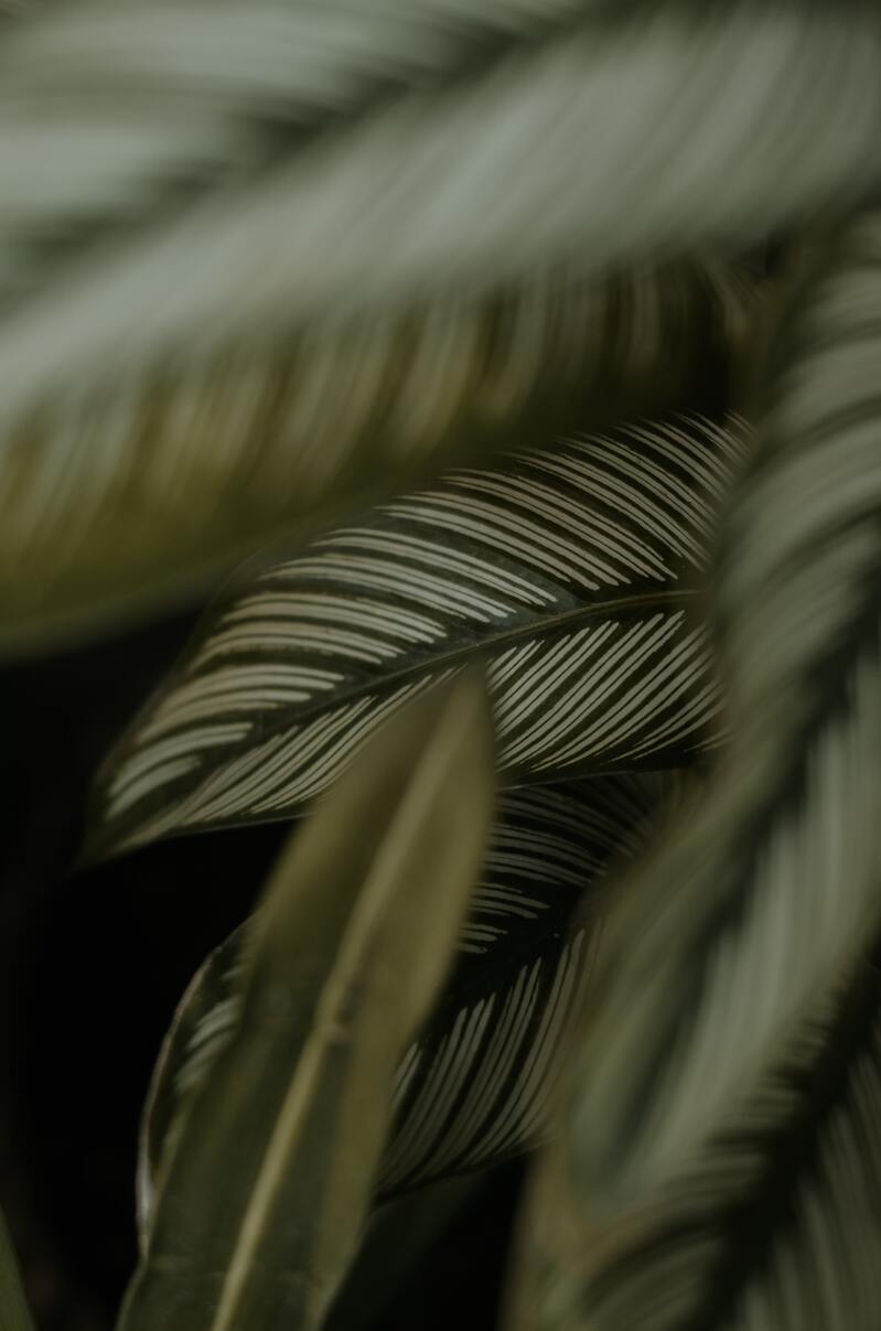 暗黑色调植物叶高清JPG图集，风景PSD设计素材免费下载