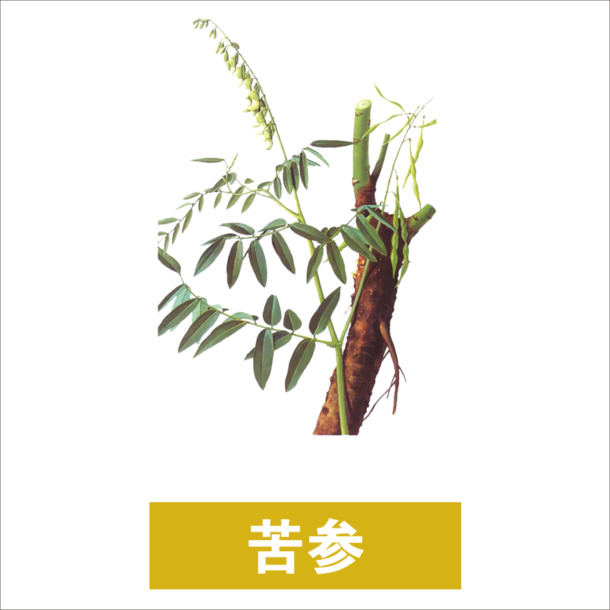 苦参PNG透明图集，动植物元素设计素材高清下载