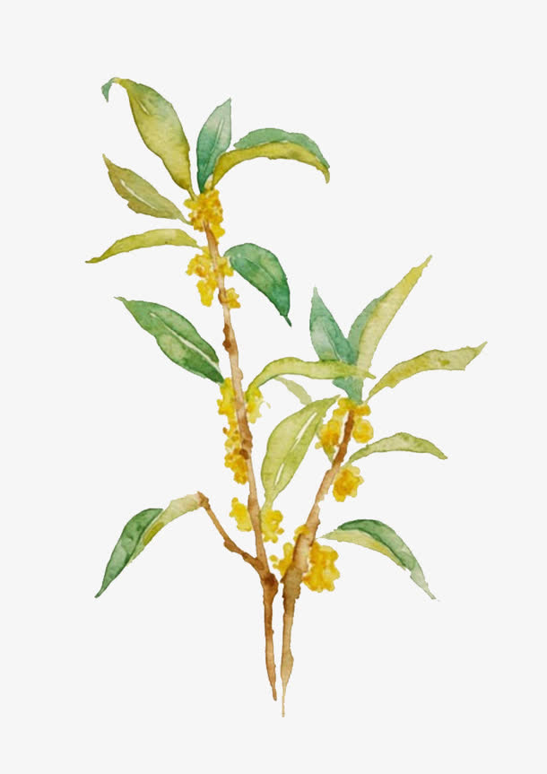 水彩桂花PNG透明图片，高清装饰元素，植物设计素材下载