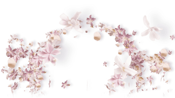 粉色花朵PNG高清素材，透明漂浮花瓣，设计元素下载