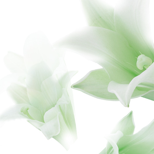 茉莉花花瓣透明PNG素材，高清PSD装饰元素，免费下载
