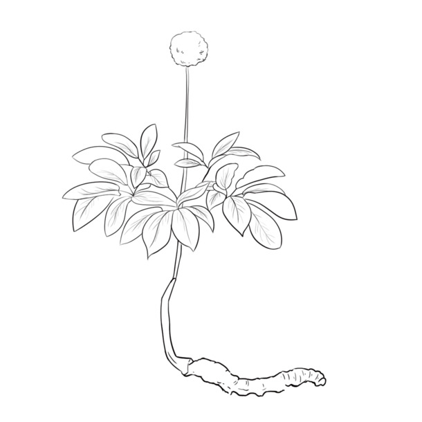 手绘冬虫夏草线稿，高清PNG透明图，卡通手绘元素PSD素材下载