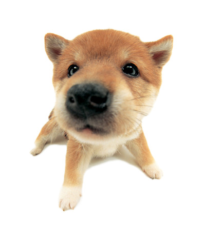 可爱柴犬PNG素材，高清透明装饰元素，动物图片设计必备下载