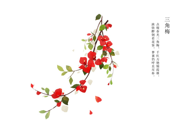 唯美手绘植物花卉PNG透明图，高清装饰元素，设计素材免费下载