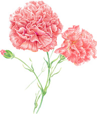 粉色康乃馨高清PNG素材，唯美节日装饰植物图片免费下载