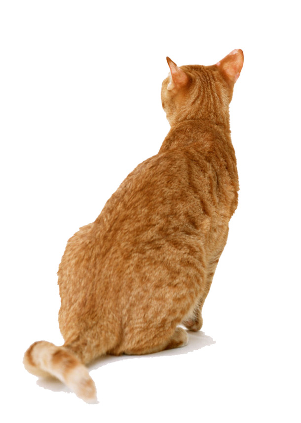 呆萌小萌猫背影PNG图片，高清透明动植物设计素材下载
