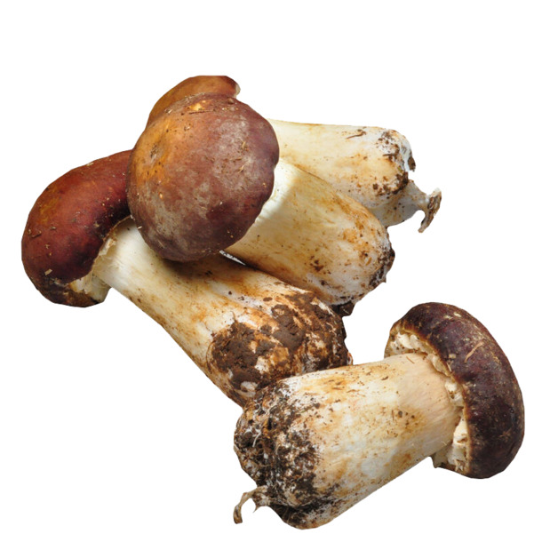 姬松茸菌PNG透明图，高清装饰元素，PSD设计素材下载
