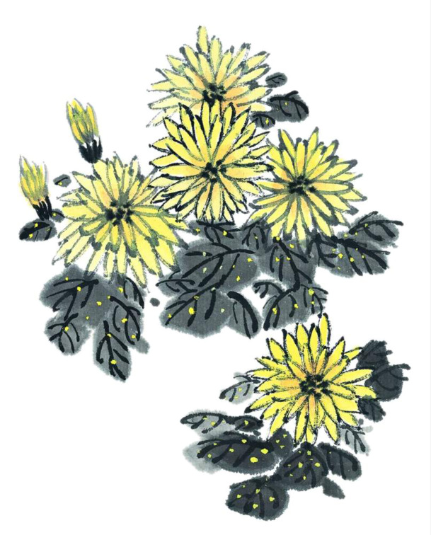 水墨菊花PNG透明图，装饰元素与笔触设计素材，高清下载