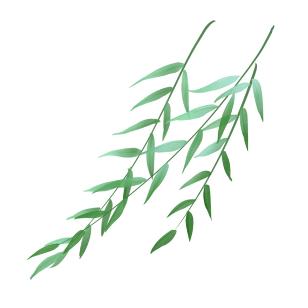 手绘柳枝PNG透明图，高清动植物元素，设计素材免费下载