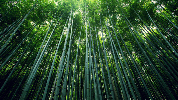 唯美清新绿色竹林PNG透明背景素材，高清摄影风景图片，免费下载设计元素
