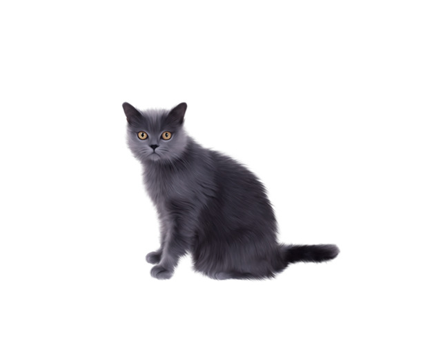 猫咪高清PNG透明图，实拍动植物元素，动物PSD设计素材下载