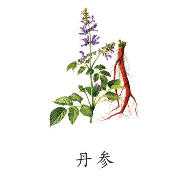 中药丹参PNG透明图，动植物元素，高清植物图片素材下载