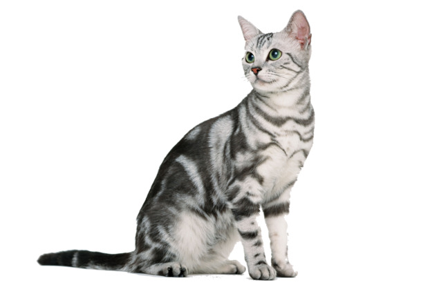 可爱猫咪PNG透明图片，精美装饰元素，高清动物图片素材下载