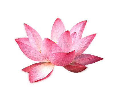 睡莲莲花荷花彩绘，高清PNG透明图片，精美植物装饰元素设计素材下载