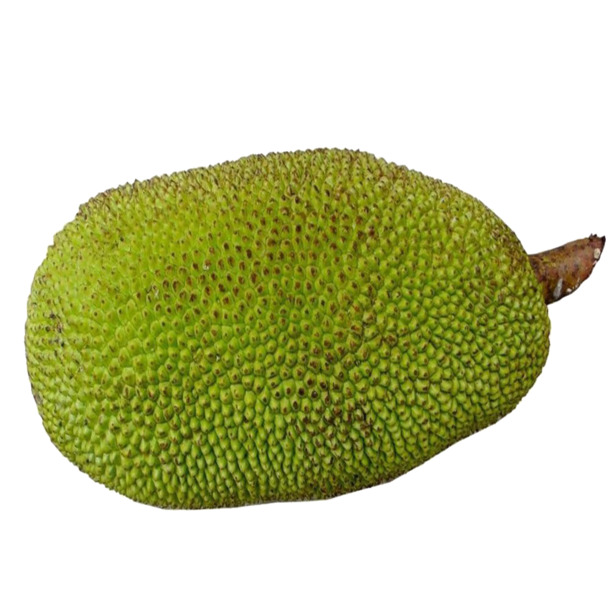 热带风情菠萝蜜PNG透明图，精美植物装饰素材下载