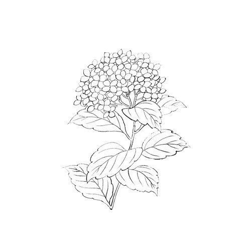 绣球花简笔PNG透明图，高清植物装饰元素，设计素材免费下载