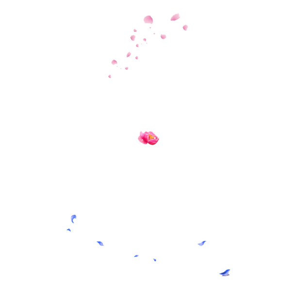花瓣漂浮PNG透明图片，高清素材下载，创意漂浮元素设计必备