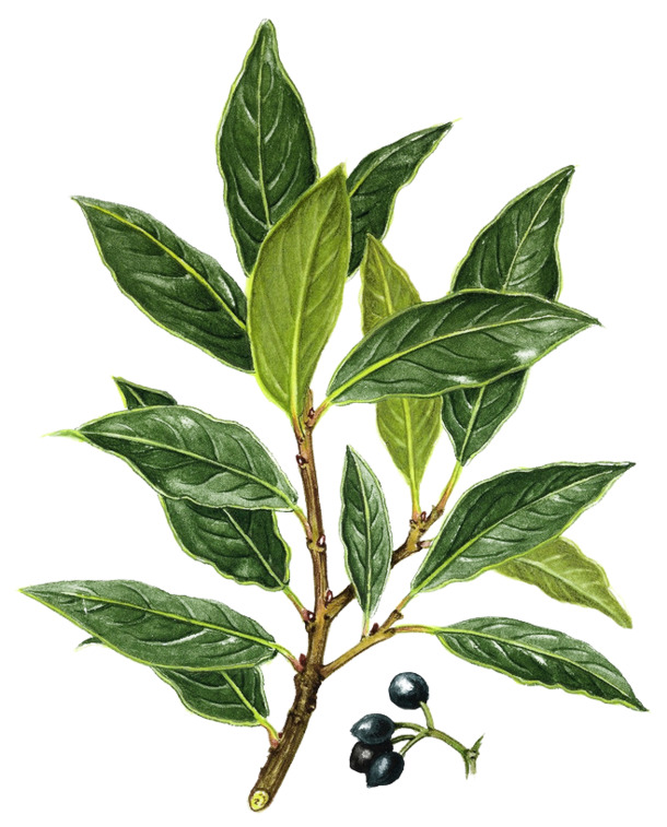 高清树叶PNG透明图，装饰元素与植物设计素材下载