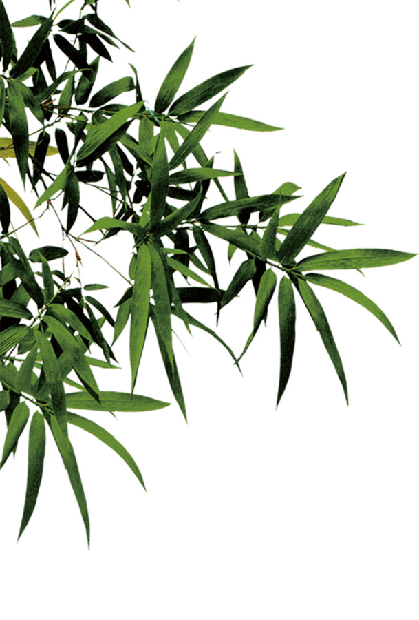 创意合成摄影，森林竹子PNG透明图，高清植物装饰元素，设计素材下载