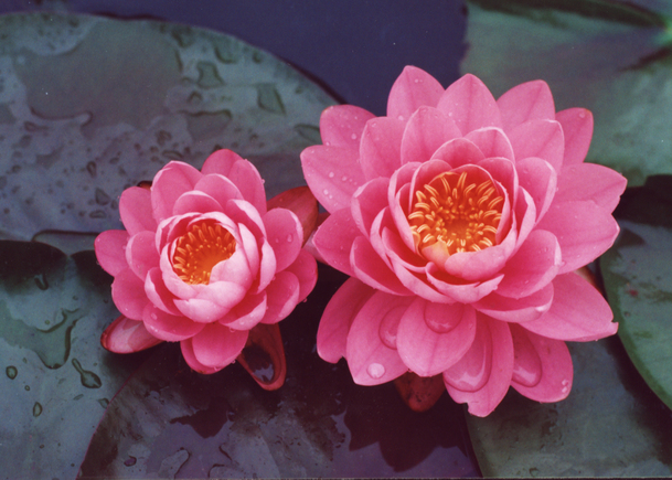 粉色花瓣花蕊高清PNG素材，透明背景花朵图片设计元素免费下载
