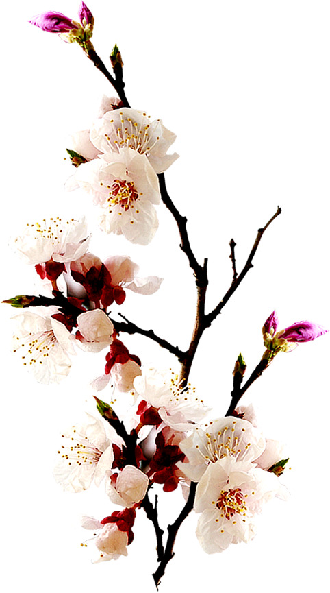 梅花PNG透明图，古典韩风装饰元素，高清设计素材下载