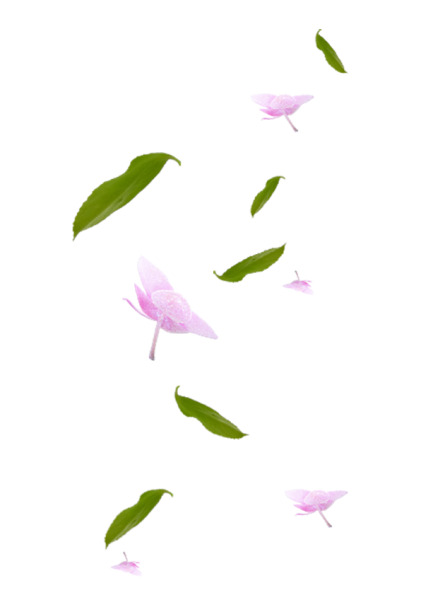 高清PNG透明花瓣绿叶素材，散落漂浮元素，设计灵感无限，免费下载！
