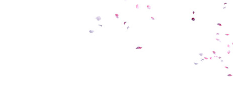 漫天飞舞花瓣PNG透明图，高清漂浮元素，设计素材免费下载