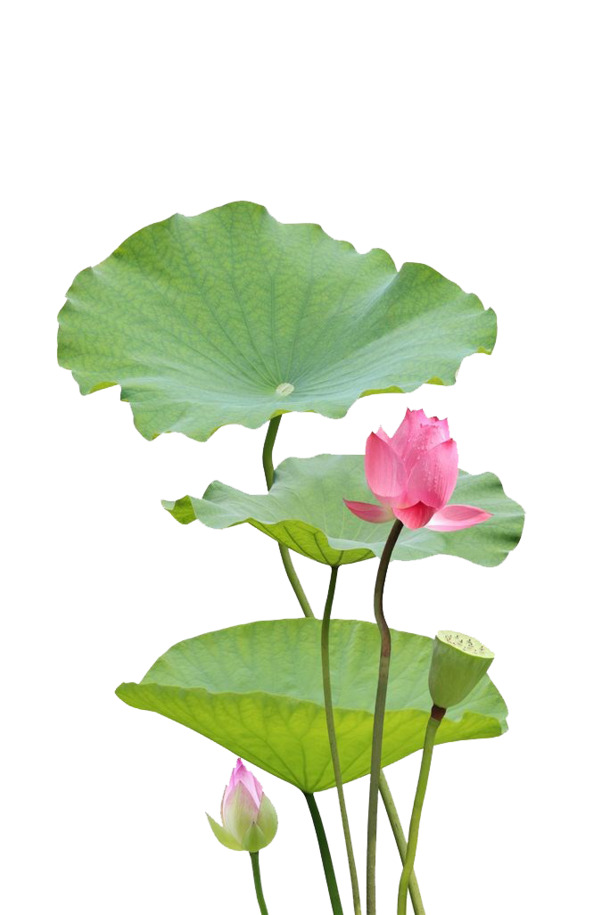 摄影图集，高清PNG透明动植物元素，植物图片设计素材下载