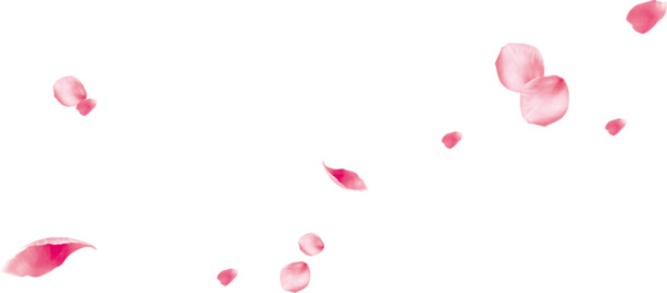 漂亮花瓣雨PNG透明图片，高清漂浮元素，创意图片设计素材下载