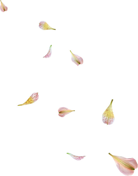 飞舞花瓣PNG透明图，高清漂浮元素，设计素材免费下载