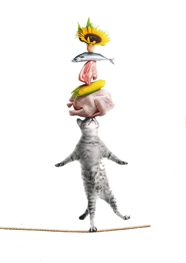 创意猫咪粮食PNG素材，高清透明免扣元素，设计必备下载
