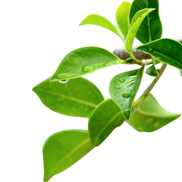 高清PNG绿色树枝树叶透明图片，动植物元素设计素材下载