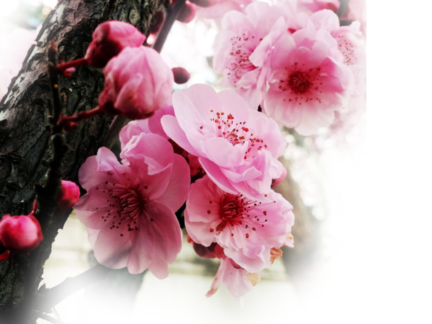 春日草地桃花梨花美景，渐变透明元素PNG/PSD背景素材下载