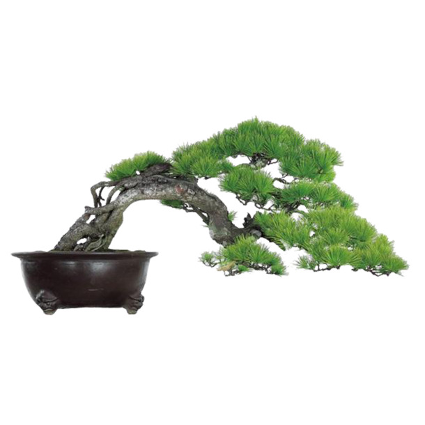 松树PNG透明图片，高清动植物元素，植物图片设计素材免费下载