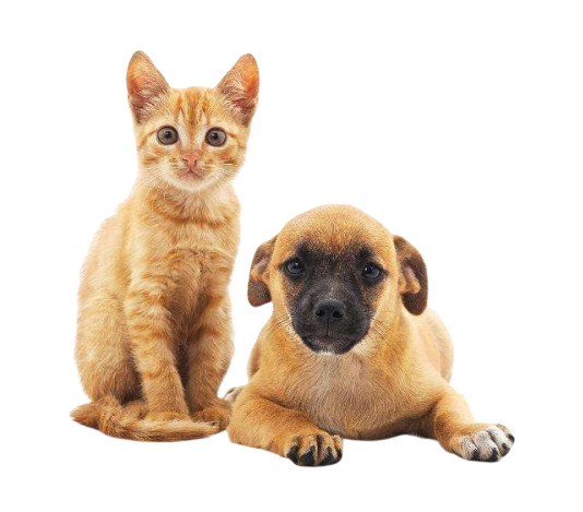 可爱猫狗PNG透明图片，动植物元素动物图片素材免费下载