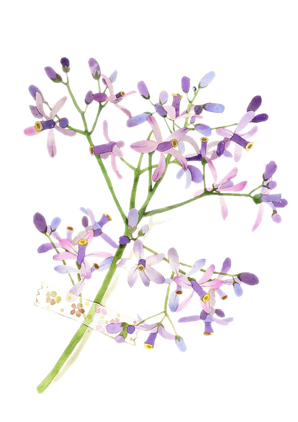 二十四番花信风·谷雨，楝花绽放，高清PNG透明图片，植物设计素材，一键下载