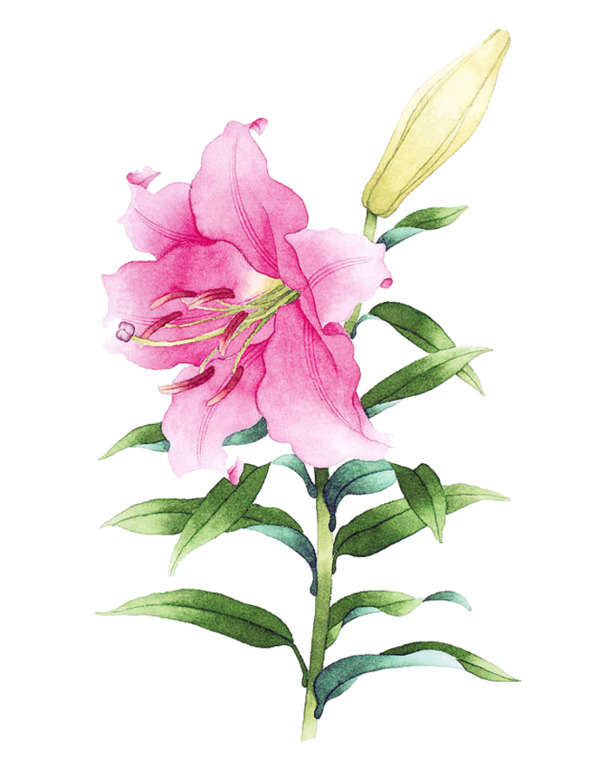 粉色百合花PNG透明图片，高清植物素材，装点你的设计创意