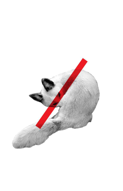 保护动物，精选高清PNG透明公益图片，动物装饰元素设计素材免费下载