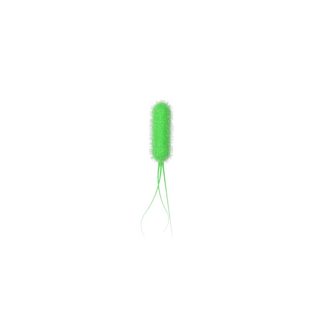 细菌杆菌形态PNG透明图，高清动植物元素，动物图片设计素材免费下载