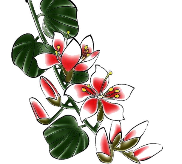 含笑花开，高清PNG透明花瓣图片素材，漂浮元素设计下载