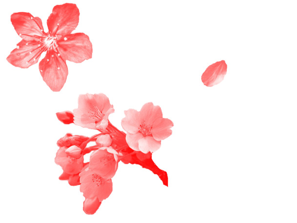 橘红色樱花瓣PNG透明图，高清漂浮元素，设计素材免费下载