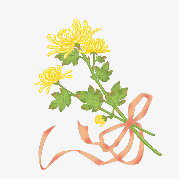 手绘菊花，重阳节卡通元素PNG透明图片，高清设计素材免费下载
