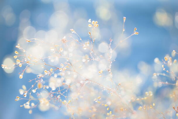 蓝色梦幻树叶冰花壁纸，高清PNG透明背景，摄影风景素材下载